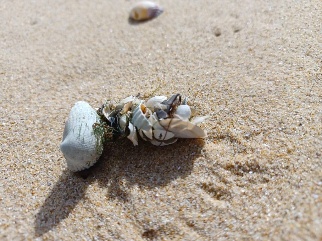 The forgotten treasures of the beach