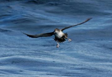 Puffin des Baléares