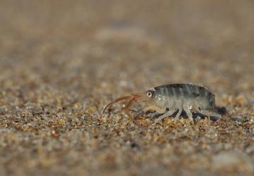 Curieuses laisses de mer